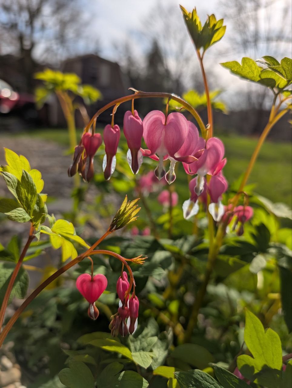 Heart-shaped bleeding heart flowers glowing in the morning sun