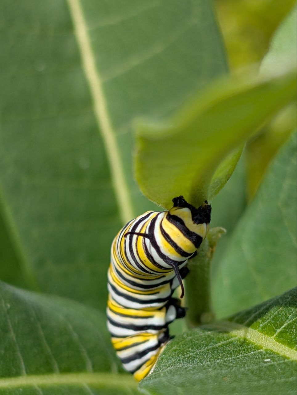 Monarch caterpillar feeding on milkweed in one of Patrizia's gardens