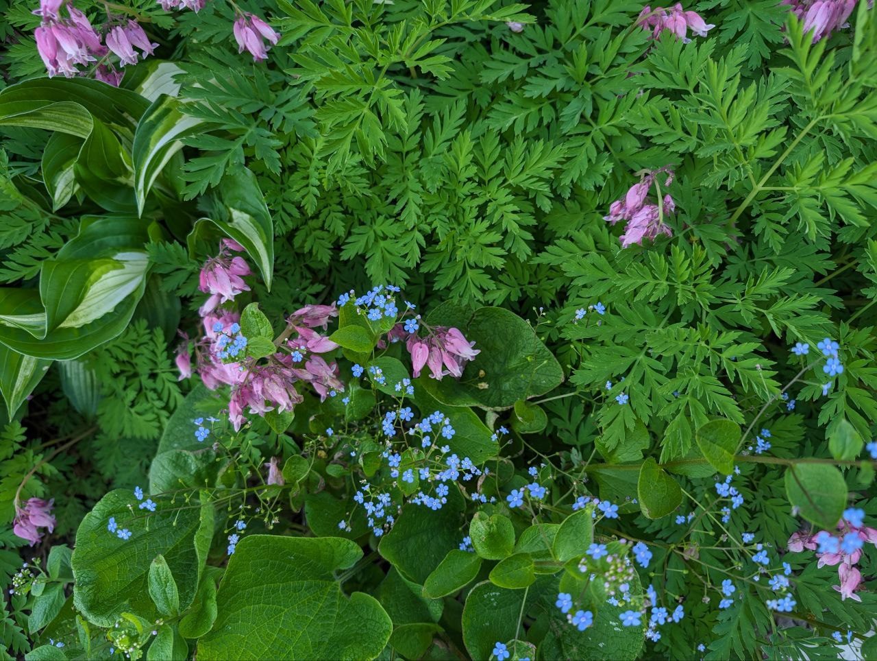 A lush woodland tapestry of bleeding hearts, brunnera and hosta designed by Patrizia